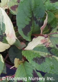 Persicaria filiformis 'Painter's Palette'